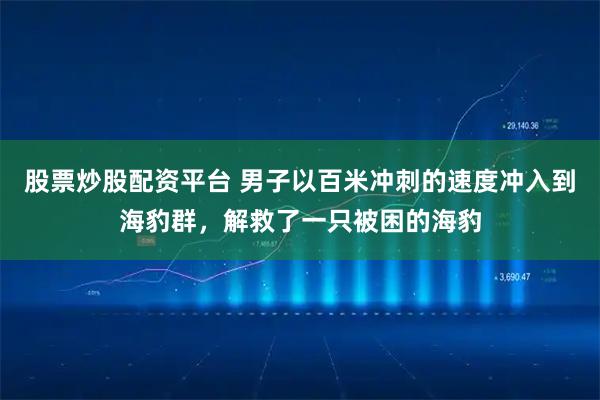股票炒股配资平台 男子以百米冲刺的速度冲入到海豹群，解救了一只被困的海豹